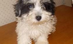 Ollivander is a sweetheart.&nbsp; His black and white markings are just beautiful!! Born 6/10/2012 - he is ready for his forever home. &nbsp;Ollivander is $950&nbsp;
Coton de Tulear is a rare breed.
&nbsp;
The Coton de Tulear has a large dog personality