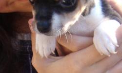 Cuddles is a female mini/toy CKC registered tri color type A rat terrier. Her tail is docked. Born 2/25/11 she will have all shots and wormings. She can fly Delta Air for an added fee.
