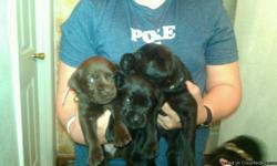 3-Females black lab puppies left
come take your home today.
Mother is a chocolate 75-80lb
Father is yellow 70-75lb
All puppies have been vet checked and have
their first set of shots and dewormed.
Each puppies comes with a generation background paperwork.