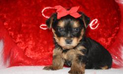we a litter of little adorable yorkie that are looking for a forever home, they are sweet as can be, and very socialized, they will come with all shots and paper work and health guarantee, they will be around 5 lbs full grown we do also have some that
