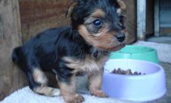 BLACK AND TAN, BOYS AND GIRLS, SMALL TOY SIZE, 4-6 LBS FULL GROWN, 805 901 2260