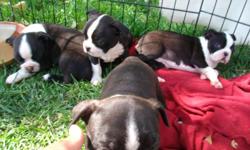 I have 2 Female and 2 male Boston pups they are six wks old, vet checked, first shots, wormed, and dew claws removed. Beautiful markings both parents on site. Selah, WA
Please call
(509)697-8066 or (509)728-1617