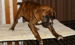 Rambo is a brindle male with a bit of flash on his chest. He is super sweet and full of energy. He had tail docked and dew claws removed by our vet at 3 days old. He has had his first set of vaccinations and been wormed as well. He will bring fun and joy