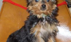 I am a AKC small yorkie male, my shots & worming are up to date, I also will have a health certificate, I like to run and play with toys, I also like to be held, I am a little rough at times with my tea cup sister. My weight is 2-1/4 lbs. at 12-1/2 weeks