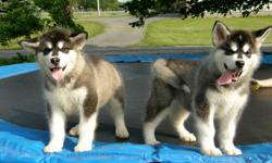 We have got two cute and adorable Alaska Malamute puppies for adoption, male and female outstanding available all 12 weeks old, they have all their current shots up to date, they are vet checked,they and so friendly with kids, all other pets are home