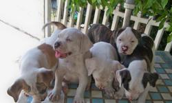 cute American Bulldogs Johnson puppies for sale males and females.
They have 2 months old, Mother and Father on premises both have papers.If you are looking for a pup with an Incredible temperament, great with kids and an Excellent Pedigree here they are.