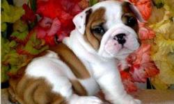 If you are looking for a gentle spirited companion who will love you with devotion you have come to the right place.We breed for conformation, temperament, and health. All of our Bulldog babies come with shots health certificate and health guarantee.