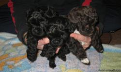 Adorable Shih-poo puppies; 1 black female, 1 black male and 1 chocolate with white on chest & feet. Parents are very friendly and love to play with everyone. Mom is a small mini black poodle, and dad is a chocolate shih-tzu. both weigh in the 10 - 12 lbs