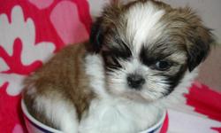 ADORABLE and playful Shih tzu puppies for sale, looking for their forever homes. They are undeniably GORGEOUS.With shots and are Dewormed. CKC registered. By purchasing your new Shih tzu puppy companion from me, you can rest assured that you are getting a