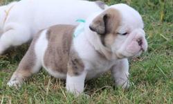 cute and lovely Xmas male and female bull puppiesthey are all vet
check,registered/registerable, Current vaccinations, Veterinarian examination,
Health certificate, Health guarantee and very playful with kids and other home
pets.