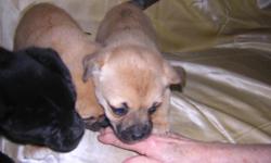 I HAVE THREE ADORABLE FEMALES. THEY ARE 81/2 WKS OLD AND READY TO GO. THEY WILL NOT BE BIG DOGS AND THEY HAVE SHORT LEGS. THEY LOVE TO PLAY AND SNUGGLE. THEY WILL COME WITH A HEALTH RECORD AND THEIR 1ST PUP SHOT. THEY HAVE GREAT TEMPERAMENTS. THEY ARE