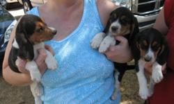 2 female purebreed female beagle puppies with no papers. Mom are dad available to see. $50 cash. Canyon, Texas. Please leave name and number if interested. These are from our personal pets. We reserve the right to refuse to sell to anyone we suspect of