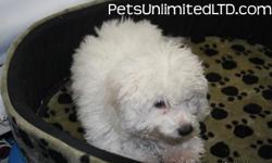 We now have adorable Bichon puppies (all white) available at an amazing price. Males and females available, 8 weeks old. Price ranges from $500 - $650 depending on the size of the puppy you choose.
We have been in business since 1950. All of our puppies