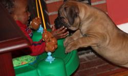 I have very cute adorable cane corso puppies for sale. These puppies are very loving and friendly and ready to go home with a great family today. They are very well socialized can be around people and dogs with no problems. They Have nice size and