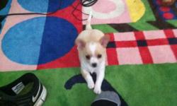 I am selling a 11 week old purebred female chihuahua she is off white/tan. She is really playful and a joy to be around, friendly, good with kids. Hate to get rid of her but i dont have the time for the attention she needs so am looking for a caring home.