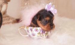 Cute Yorkshire Terrier Tiny puppy Female CKC will come with papers and will be up to date on shots Tail Docked Mother is 4 pounds Daddy is 5 pounds She was born April 9,2011 What a Doll she is If interested E-mail or Call Thanks