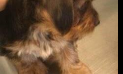 CKC Yorkie puppies. February 2011 w/vet check,wormed,1st shots, duclaws removed,tails docked and CKC certificate. Parents on premises. Father silver-blue and mother black-tan colored. Available for pick up 02/11. Males $600,00 & Females $650.00 Email