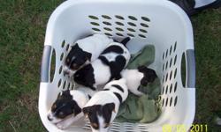cute jack russells for sale 75 00 20702803