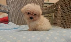 Jolly is a cream/white colored Malti-Poo male puppy. He is 8 wks old. His estimated adult weight is 2-3 lbs. His parents are very small. He is up to date on all shots and wormings and his health is guaranteed. He is a very sweet and playful little