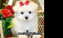 We do have several Maltese puppies that are currently available, from 8- 12 weeks of age. The puppies are registered and all the vaccines are up to date. There are currently 12 pups to choose from which does include the toy and the teacup sizes. Prices