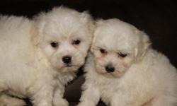Very cute female Malti-poo puppies. Mom is a nice Maltese and Dad is a white Poodle. These are very nice girls with their 1st set of shots and been wormed. Just asking $375 and they are worth so much more, no checks. We are coming to Humble this Sunday