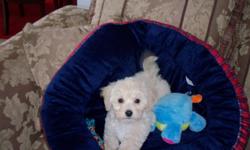 I'm ready to join your family.
Baby Maltipoo cream and caramel.
Very playfull and loving