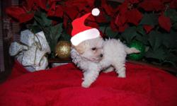 Cute Maltipoo male puppies loving home raised. Born 09-10-10, have shots, been wormed, very playful and healthy. Call Robert at 210-316-1246 or Brenda at 210-325-0425.