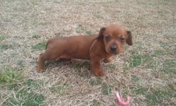 Cute Red female Dachshunds, ready for new homes, come with CKC papers and health cerificates. all immunizations have been given. I do accept paypal and will give instructions for this payment if interested.