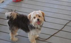 Hi,I'm a cute little 1 year old Morkie looking for some new humans to adopt. I'm kinda shy until I get to know you. I love grown ups and older kids.My human mom has a 10 year old daughter I like pretty well.But the younger kids(8 & under) scare me & I