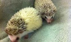 I have a new, adorable litter of mixed color hedgehog babies ready for sale. Our hedgehogs are healthy, nice, mixed colors. If you are interested please call 954-237-7901, leave a message & I'll call you back. We are a USDA Licensed Hedgehog Breeder in