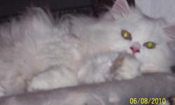 Cute Male CFA registered all white,Six month old, has had all shots. Free to good indoor home.