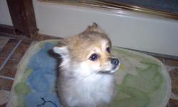 pomeranian puppies of 3 month old,1 boy ,1 girl, all shots up to date , very playful and loveable