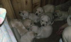 Free puppie golden retriever (mother) White lab (father) . they are ready to go today ... There are 2 females and 5 males left ...... pictures of mother and father are included..