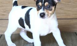 We have two males available black tri color with tan eye spots. They are smart, cute, loyal and easy to train because they are quick learners. They will all be 25-35 lbs when fully grown. They travel well and get along with other pets or children when you