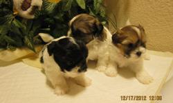I have 2 beautiful male and 2 female Shih Tzu puppies, that are almost ready to be re-homed.they are born on November 16 2012. you can see first .come and take your pick on January 16 2012 . Give me a call or text me if you are interested, please leave me