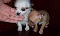 We have 2 Cute Chihuahua Puppies. They are both 8 weeks old. The Long Hair Girl is $200 and the Short Hair Girl is $150. They will be Small. First Puppy Shots, Dewormed, Raised Indoors, Already eating dry food and using the Doggy Door. We are in Hesperia.