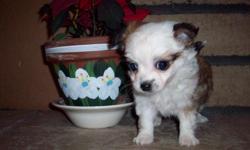 ??? It's a Girl! ??? First Shots, Dewormed, 9 Weeks, Raised indoors, Uses Doggy Door, Will be Small. In Hesperia $150.00 (909) 233-8608