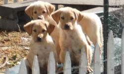 We have 3 yellow lab puppies that were born April 28 (so they are 13 weeks old).
They have their (second of three series of) shots, and wormer, as well as flea bath.
We are not sure if they are full bred. The mother is and some of the puppies look like