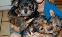 We have a male yorkie pup who weighs 2 and 1/4 pounds and a female yorkie pup who weighs 2 pounds.They are CKC registered. They have had their first set of shots and been wormed. We are asking $250.00 for the male and $350.00 for the female. They are
