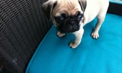 Very cute pug puppies. Please call Henry for more info. 978-828-0036