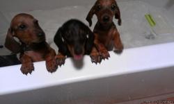 11 wks old puppies 1 male red 1 female red Smooth haired Dewormed first shots Pure breed Being potty trained at the money
