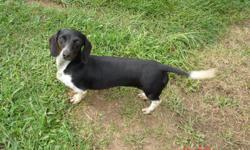 AKC, Dachshund, female.
Mini, black/white, piebald, shorthair.
She has a wonderful personality, has been
housebroken. Weighs 7.5 lbs.
Asking: $500 "Pet Only"
