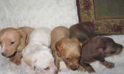 AKC Parents, Male & Female, - Red, Black/Tan, Black/Cream, Cream, Piebald, Blue/Tan, Brindles and Dapples. Short Hair and Long Hair. All come with 1 year health warranty, Shot record book and go home with at least two shots. My puppies are raised in my