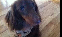 AKC Longhaired Miniature Dachshund. 1.5 years old. He is neutered and microchipped. He is up to date on all his shots and he is crate trained. I have to many dogs for my apartment and need to find this guy a good home. FREE including crate, leash, toys