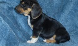 Cute, playfully Beagle / Dachshund mixed puppies. Puppies should mature around 12 to 15 pounds. They have been Vet checked and de-wormed and are up to date on all vaccinations. If you would like more information please contact Ann at 304-575-7107.
