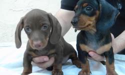 Home breeding dachshund puppies. 8 weeks old, Females chocolate and tan/ black and tan.
Good temperament, good for kids. Papers, shots and vet health cretificate.
http://www.youtube.com/watch?v=DpsIhf84FM0