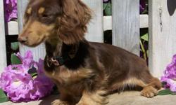 We are expecting two litters of akc miniature dachshund puppies. All will be long haired, in either solids, piebalds, or dapples. Colors will be chocolate and cream, black and cream, creams in one litter and the other litter any colors is possible. These