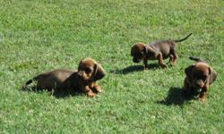 Dachshund puppies
3 males, 1 female