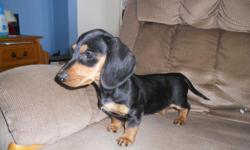 I have pure bred Dachshund puppies for sale. I have 1 female, black & tan (smooth coat) and 1 black & tan male (wire coat). They have had their 1st & 2nd shot and are up to date on their wormings.They are 12 weeks old, D.O.B 11/15/10. They are full of