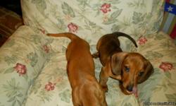 11 weeks old 2 males short hair, one has markings of a dapple on his back browns, other pup reddish brown 1st shots given